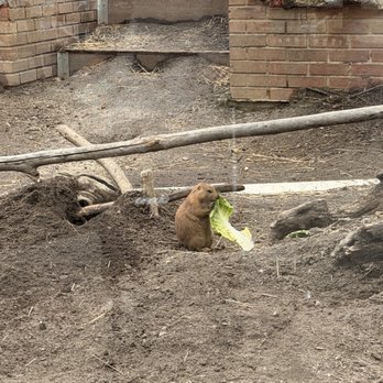 Essex County Turtle Back Zoo - Prairie dogs - Zoos Near Me - West Orange, New Jersey Essex County Turtle Back Zoo - Prairie dogs - Zoos Near Me - West Orange, New Jersey