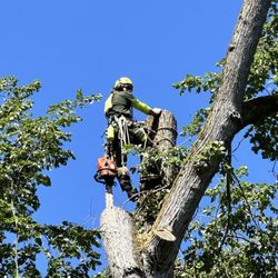 Blooma Tree Experts
