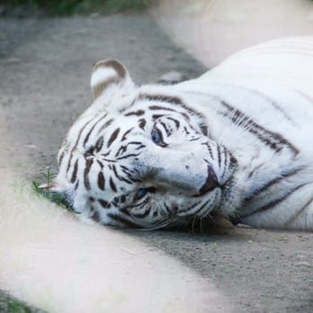 Southwick's Zoo - White tiger - Amusement Parks Near Me - Mendon, Massachusetts Southwick's Zoo - White tiger - Amusement Parks Near Me - Mendon, Massachusetts