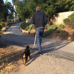 Wency's Dog & Puppy Training - Excited to go to puppy class.