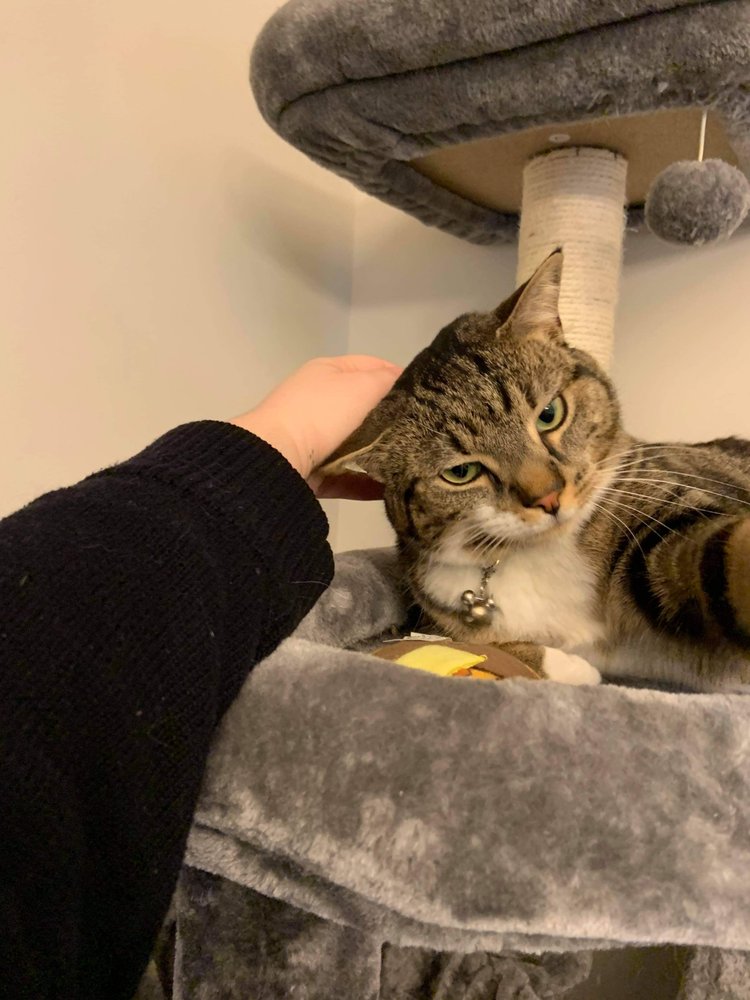 Rocket Kitty Sitting - pet boarding facility in Huntsville, AL