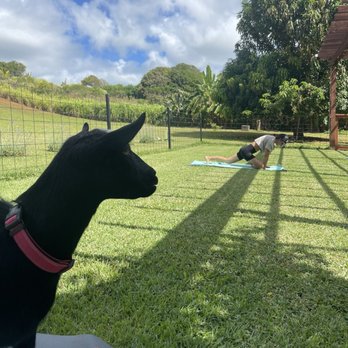 808 Goat Yoga - Now how do I do that? - Yoga Near Me - Kilauea, Hawaii