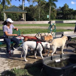 The dogs gathered at the watering area for a cool drink from the hose The dogs gathered at the watering area for a cool drink from the hose