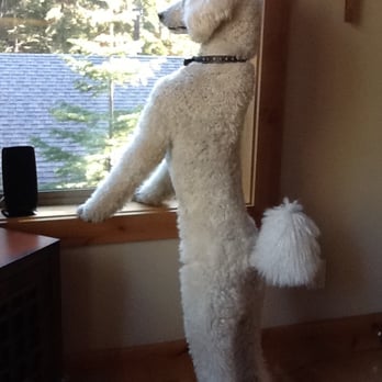 PETS Referral Center - Massimo! - Veterinarians Near Me - Berkeley, California PETS Referral Center - Massimo! - Veterinarians Near Me - Berkeley, California