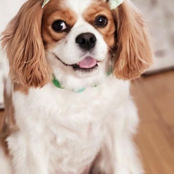 88 Pet Spa - Our happy girl! - Pet Groomers Near Me - Reseda , California