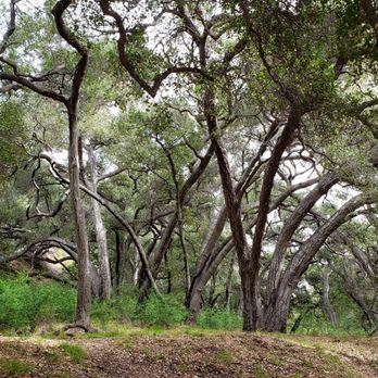 Big Dalton Canyon Wilderness Park - Parks Near Me - Glendora, California Big Dalton Canyon Wilderness Park - Parks Near Me - Glendora, California