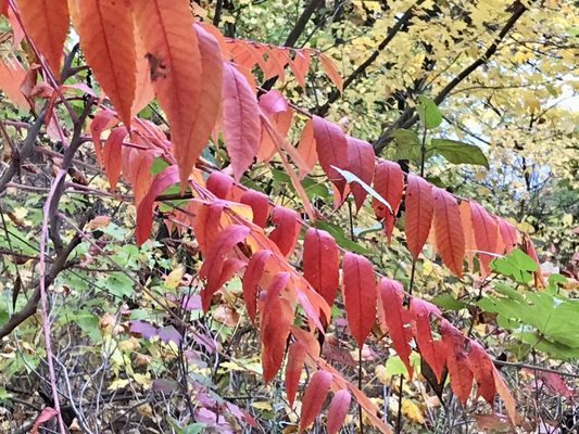Inwood Hill Park by null