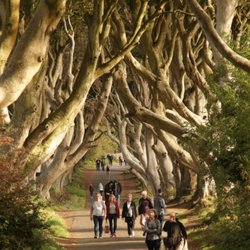 Belfast Mural Tours - Dark hedges