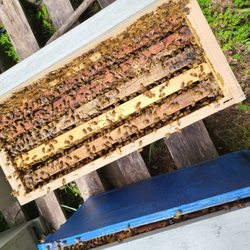 Our Nucs!!