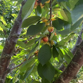 Mariani Orchards Harvest Experience - Rainier cherries - Pick Your Own Farms Near Me - Morgan Hill, California Mariani Orchards Harvest Experience - Rainier cherries - Pick Your Own Farms Near Me - Morgan Hill, California