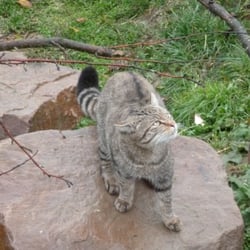 Wildkatzenscheune und Wildkatzengehege im Wilkatzendorf