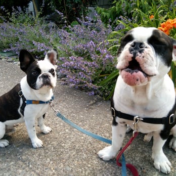 Lollipup Petcare - Heinrich and Winston on our walk. Heinrich stopped to sing while , buddy Winston took it all in. - Dog Walkers Near Me - Seattle, Washington Lollipup Petcare - Heinrich and Winston on our walk. Heinrich stopped to sing while , buddy Winston took it all in. - Dog Walkers Near Me - Seattle, Washington