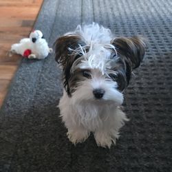 Love Puppy Paws - Noelle at 7 months