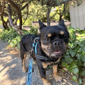 Ziggys Pet Grooming - Looking quite dapper after his grooming session at Ziggy's! - Pet Groomers Near Me - San Rafael, California