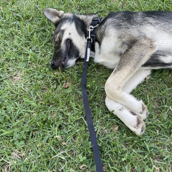 FRIENDS OF UPLAND ANIMAL SHELTER - Updated September 2024 - 64 Photos