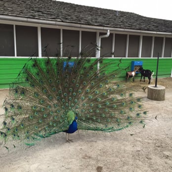 Virginia Zoo - The peacock showing off. Kinda of funny, he scared away the little goats with his feather display. - Zoos Near Me - Norfolk, Virginia Virginia Zoo - The peacock showing off. Kinda of funny, he scared away the little goats with his feather display. - Zoos Near Me - Norfolk, Virginia