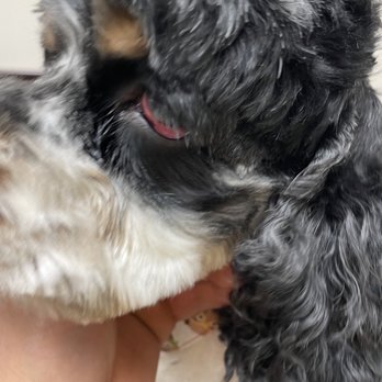 Buddies - Pet Groomers Near Me - Las Vegas, Nevada