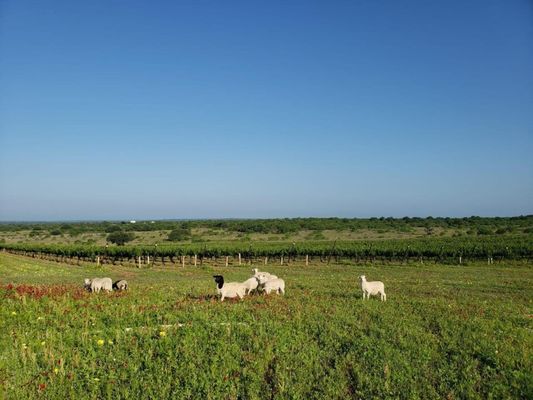 Robert Clay Vineyards by null