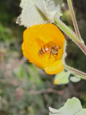 Arizona-Sonora Desert Museum by null