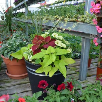 Charbonneau l'Expert - Florists Near Me - Laval, Quebec Charbonneau l'Expert - Florists Near Me - Laval, Quebec