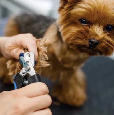 Nail Trim - Nail Trimming