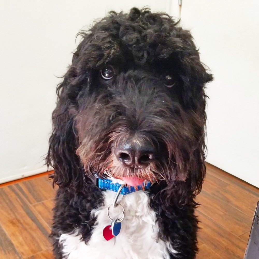 ORCHID ISLAND DOG SPA & RESORT Updated August 2024 119 Photos & 31 Reviews 6590 Old Dixie