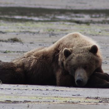 Sasquatch Alaska Adventure Co - Tours Near Me - Homer, Alaska Sasquatch Alaska Adventure Co - Tours Near Me - Homer, Alaska
