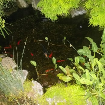 Sushi Garden - Zen garden with koi! - Sushi Bars Near Me - Capitola, California Sushi Garden - Zen garden with koi! - Sushi Bars Near Me - Capitola, California