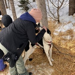 Monarch Dog Sled Rides - Meeting the dogs