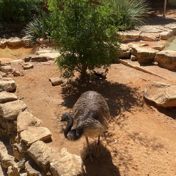 San Antonio Zoo - Emu - Zoos Near Me - San Antonio, Texas