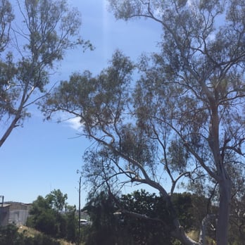 Charles Tree Service - Middle tree removed and others trimmed, these trees are a good 50-60 feet tall at least! - Tree Services Near Me - Lemon Grove, California