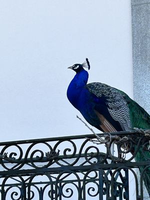 Foto de Taylor's Port - Vila Nova de Gaia, 13, PT. Peacock at Taylor's.