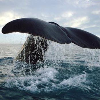Weather Permitting Alaska - Whale "Tales" - Whale Watching Tours Near Me - Juneau, Alaska Weather Permitting Alaska - Whale "Tales" - Whale Watching Tours Near Me - Juneau, Alaska