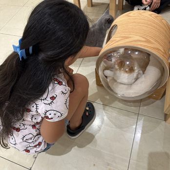Cat Cafe MOFF Pearlridge Center - Themed Cafes Near Me - Aiea, Hawaii Cat Cafe MOFF Pearlridge Center - Themed Cafes Near Me - Aiea, Hawaii