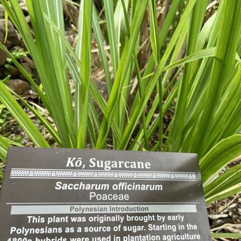 Limahuli Garden and Preserve - Sugar cane. - Botanical Gardens Near Me - Haena, Hawaii Limahuli Garden and Preserve - Sugar cane. - Botanical Gardens Near Me - Haena, Hawaii