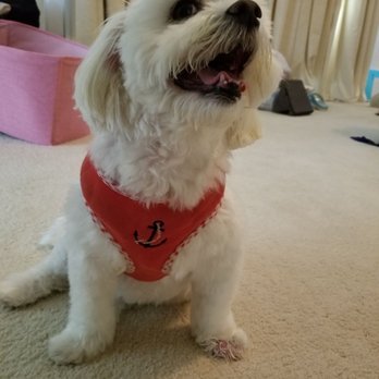 Luxe Mobile Pet Grooming - Pet Groomers Near Me - San Diego, California Luxe Mobile Pet Grooming - Pet Groomers Near Me - San Diego, California