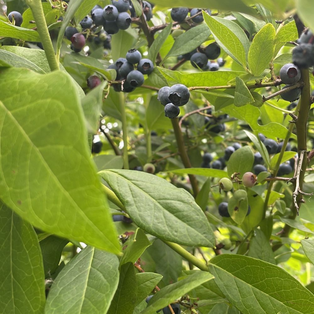 Pearson’s Bees and Berries - a cluster of blueberries - Honey Near Me - Renton, Washington Pearson’s Bees and Berries - a cluster of blueberries - Honey Near Me - Renton, Washington
