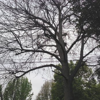 Elite Tree Care - Tree Services Near Me - Los Angeles, California