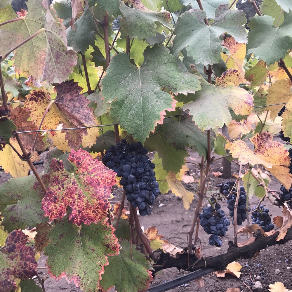 Concha y Toro - Wineries Near Me - Pirque, RM Concha y Toro - Wineries Near Me - Pirque, RM