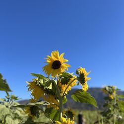 Prancers Farm - Sunflower field