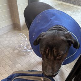 Bella on the day I picked her up from the ER. Bella on the day I picked her up from the ER.