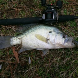Laguna Vista RV Park - 14" crappie caught, on red custom lure, by one of our guest 1 week ago. he made custom lures and enjoyed testing them with ca...