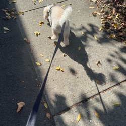 Cathy’s Awesome Pet Service