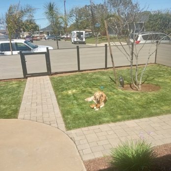 The Eco Fence - Hazel loves her new fenced in yard! - Fences & Gates Near Me