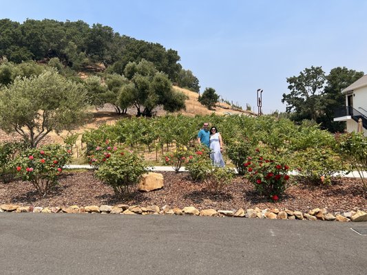 Baldacci Family Vineyards by null