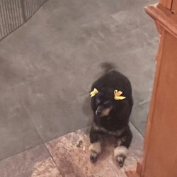 Glenda's Pet Spa