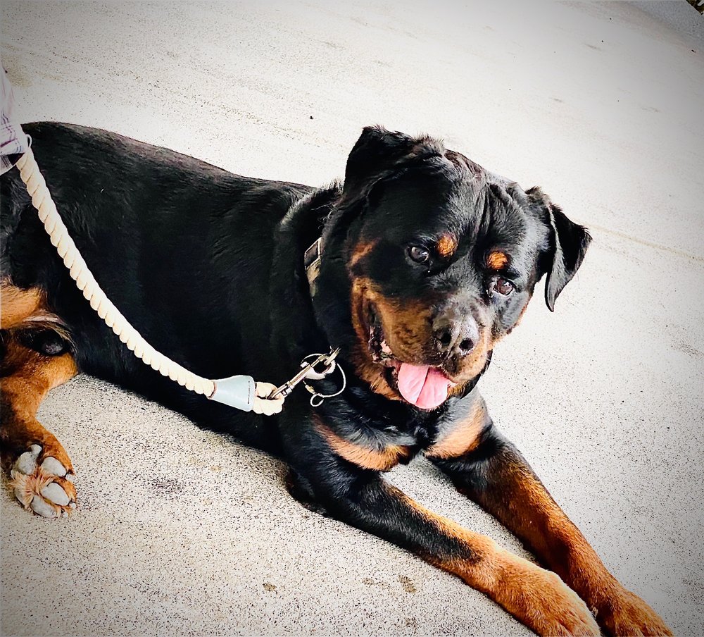 ISLAND VETERINARY CENTER Updated September 2024 32 Reviews 550