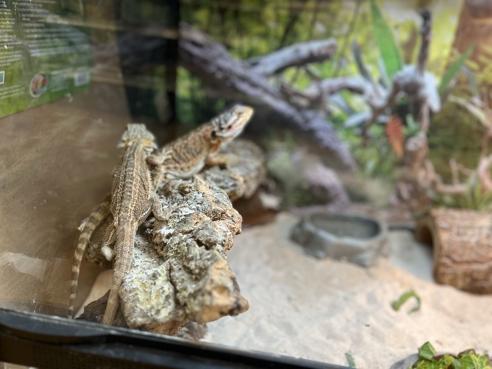 Pet World Image