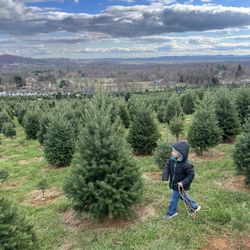 Snickers Gap Christmas Tree Farm - Not big enough for the kids.