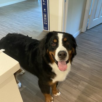 Doggy Haus Mobile Van - Pet Groomers Near Me Doggy Haus Mobile Van - Pet Groomers Near Me
